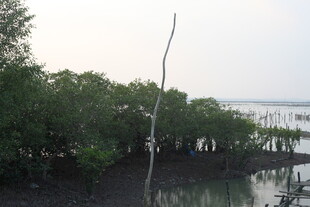 河畔绿树成荫的自然景致