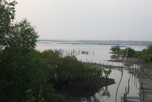 河畔木桥与葱郁绿植景观