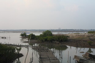 湿地风光中的静谧水域