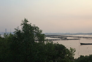 湖畔绿树映江景