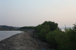 河畔绿植与碎石岸景