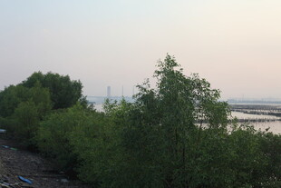 河畔绿树成荫的自然景致