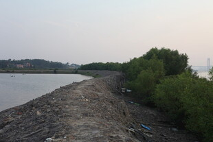 岸边绿植与水域