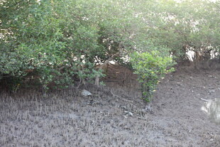 红树林湿地景观