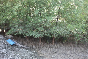 红树林边的蓝色物件