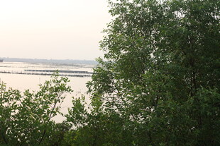 林间远眺开阔水域景色