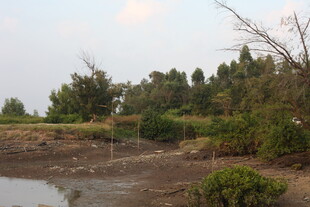 湿地岸边的植被景观