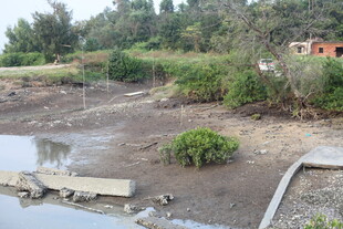 荒废池塘边的杂乱景象