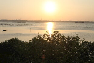 夕阳下的宁静水面与植被