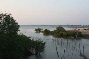 河畔红树林景观