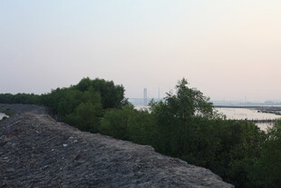 黄昏下的河岸碎石与绿树