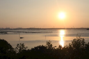 夕阳下的宁静水面与植被