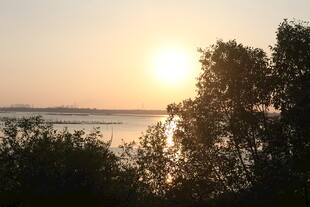 夕阳下的湖畔树林美景