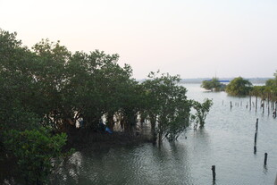 海边红树林景观