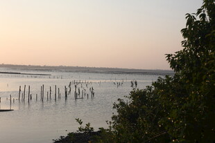 黄昏湖畔的水中木桩景观