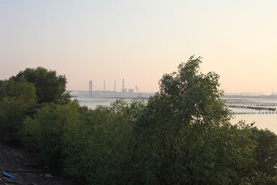 河畔绿树与远处城市景观