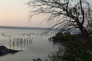 黄昏湖畔枯树与静谧水面