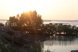 夕阳下的河畔树林美景