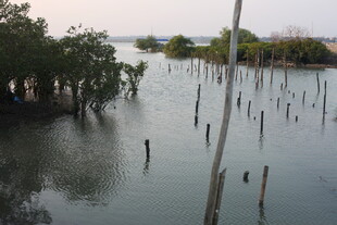 水上林立木桩与树木景观