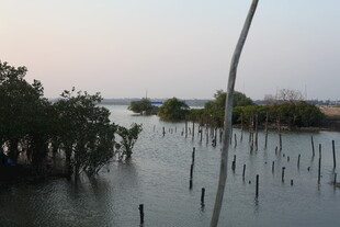 湿地风光中的树木与水域