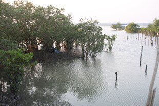湿地红树林景观