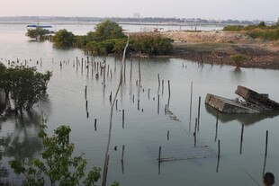 水边枯木与绿植景观