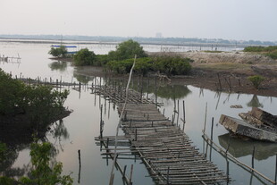 水上木桥与岸边葱郁景致