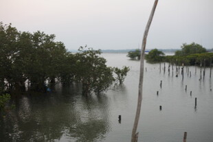 红树林湿地景观