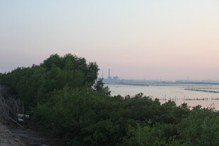 黄昏下的河畔绿树景观