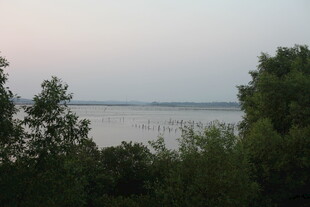 湖畔暮色中的葱郁植被