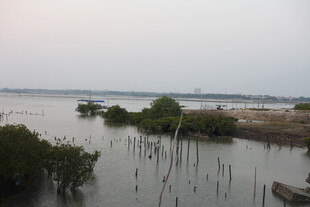 湿地风光中的红树林景观