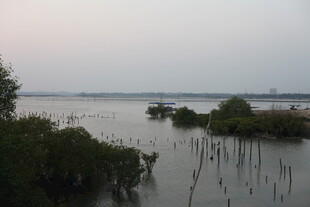 黄昏下的水边繁茂植被