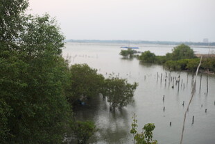 水畔绿树成荫的自然景致