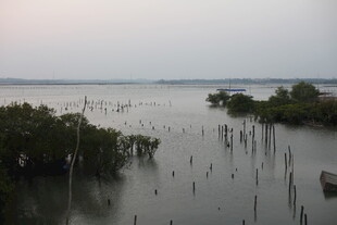 黄昏下的湿地与茂密植被