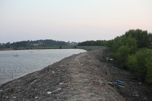 河岸风光岸边植被与水域