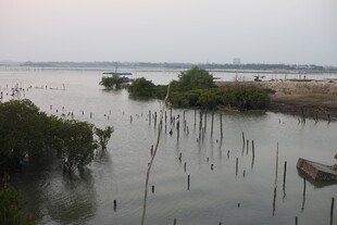 湿地风光中的水上植被