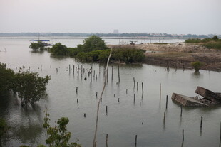水上红树林与孤舟景象