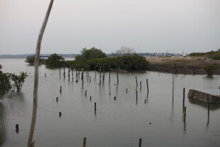 水上木桩与植被景观