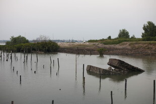 水域中的木桩与废弃船只