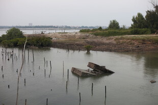 湿地中的残舟与茂盛植被
