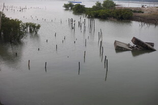 水域中的船只与水生植物