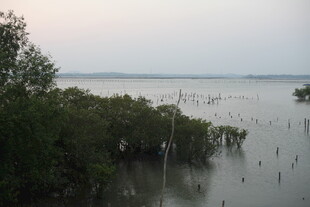 水边茂密树林与开阔水域