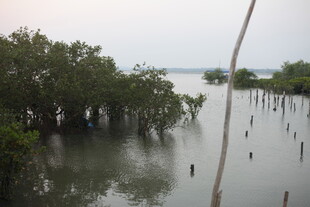 湿地红树林景观