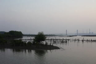 宁静湖畔的水上木桩景观