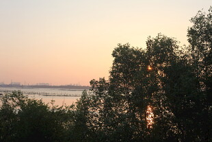 黄昏湖畔树木美景