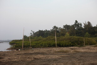 岸边树林与开阔水域景观