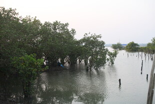 水上红树林景观