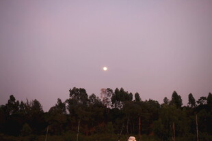 夜幕下的月与树林