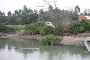 河畔绿植环绕的宁静风光