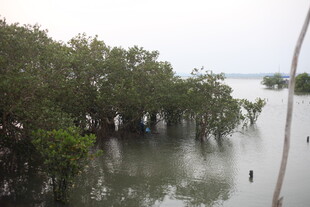水上红树林景观
